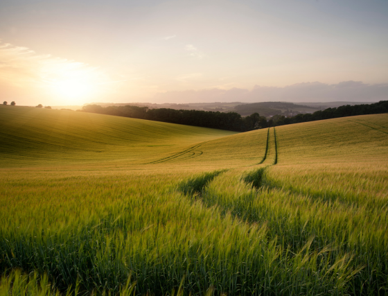 foto campo de cultivos