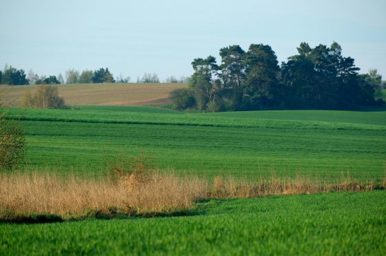 foto campo de cultivos